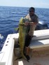 42 lb Bull Dolphin Caught off Marathon Fla Keys