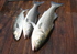 The Fish...