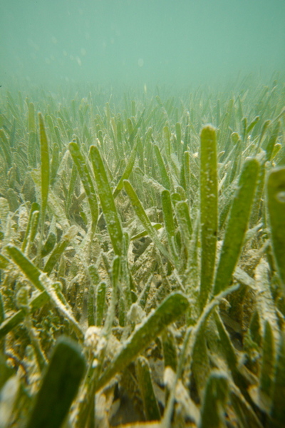 Healthy seagrass meadow: Photo taken by Mark Going/ Columbia Sportswear: