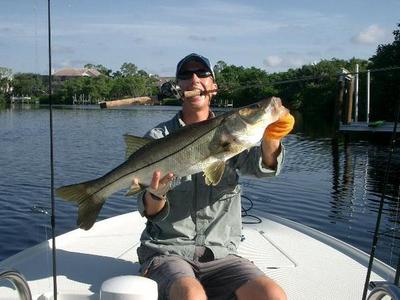 A nice Snook caught skipping a white fluke under a dock