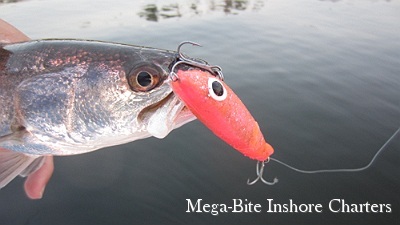 This trout could not resist MirrOlure's Paul Brown!