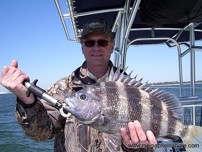 The sheepshead bite is on in Pensacola
