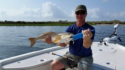 Redfish on the flats