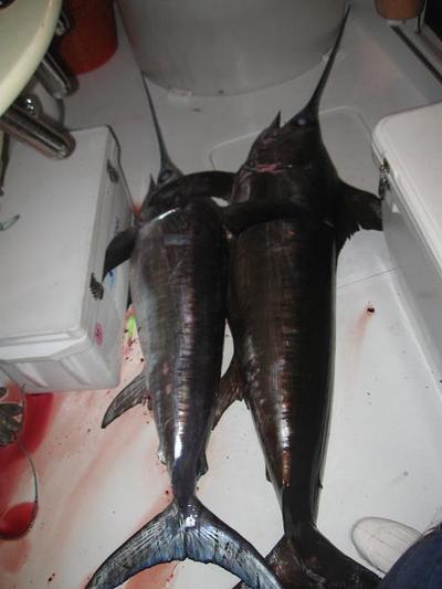 Swordfish Pair