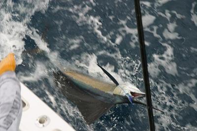 sailfish release at the boat.