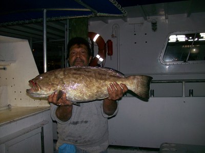 Big black grouper caught night fishing in Ft Lauderdale