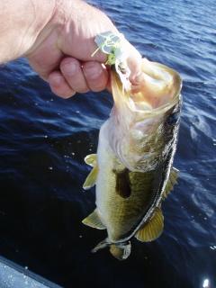 Bass of this size roam the grass flats at Garcia will readily eat the CCTB.
