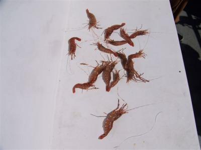 Coonstrip shrimp from 1 shrimp trap