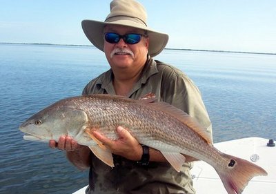 Nice 15 pound redfish taken on a jerkbait.