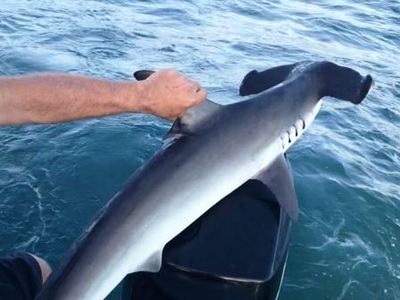Hammer Head Shark off Durban