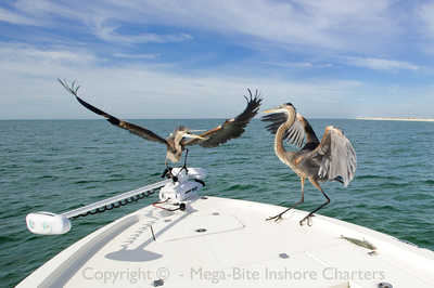 Blue Heron Fighting on the bow of my boat