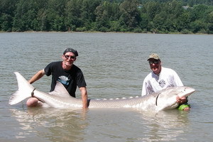 Neal with his 8 foot 8 inch Fraser river Sturgeon, 370 lbs