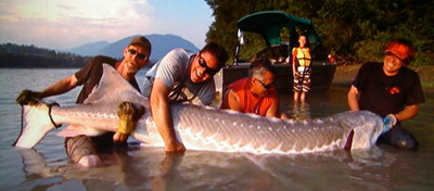 our 500 lb Sturgeon from last July!