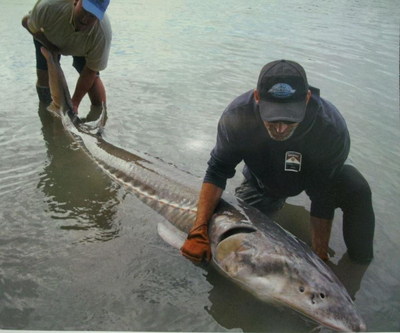 giant 400 lb Sturgeon caught on Fraser river last month by our guests