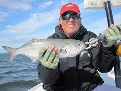 Bill Moore's Sarasota Bay CAL shad bluefish caught with Capt. Rick Grassett
