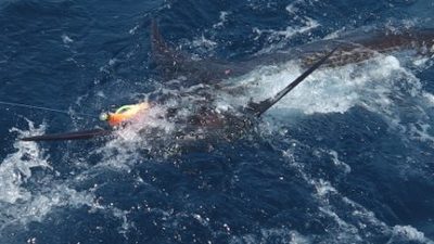 Blue Marlin caught off Durban