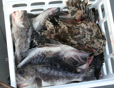 Part of the catch from the first rockfish trip of the season.