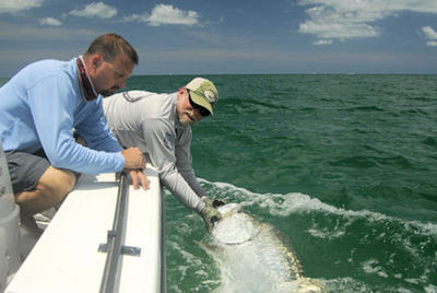Doug Forde's Sarasota tarpon caught and released on a live crab with Capt. Rick Grassett.