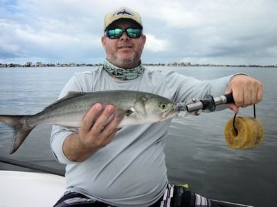 Chris Smith, from Nashville, TN, with a bluefish caught and released on a fly while fishing Sarasota Bay with Capt. Rick Grassett.
