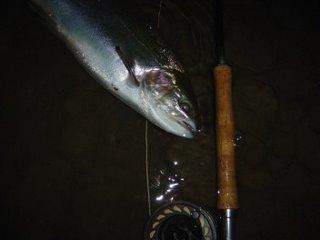 Streamer fishing at night in the mouth of Walnut