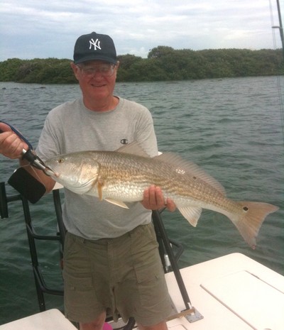Redfish in Clearwater Fl