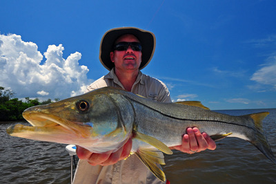 Snook- caught and released in Charlotte Harbor