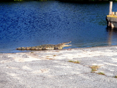 Florida American Crocodile