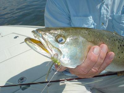 Grassett's Flats Minnow trout