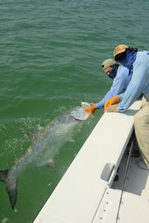 Capt. Rick Grassett and Hal Lutz, from Parrish, FL, with a tarpon he caught and released on a fly while fishing off Longboat Key.