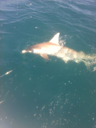 Shark fishing in fort lauderdale