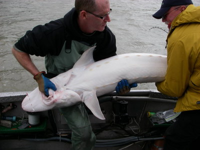 carefully handling a 160 lb Sturgeon for the photo!