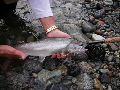 close up of Bull trout