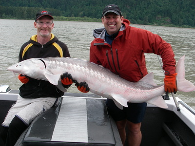 a nice fat 6 foot Sturgeon for June