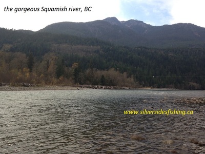 Squamish river flyfishing for salmon is a real treat