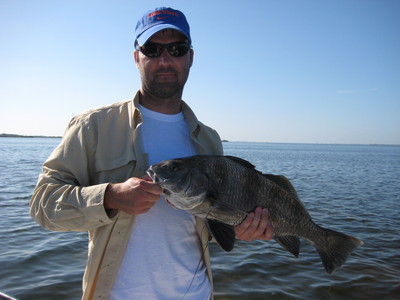Nice Black Drum caught with light tackle.