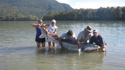 another 8 foot fat Fraser river White Sturgeon.