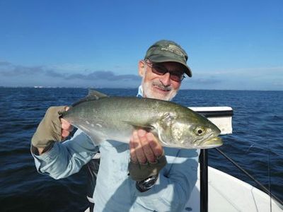 Steve Cohn, from Australia, with a nice bluefish caught and released on a fly while fishing Sarasota Bay with Capt. Rick Grassett.