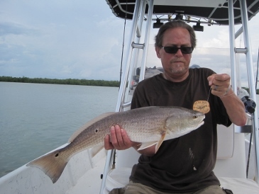 27 1/2-inch bull red on pinfish, released