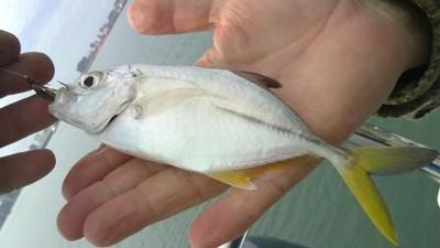 Little Yellow Tail King Fish