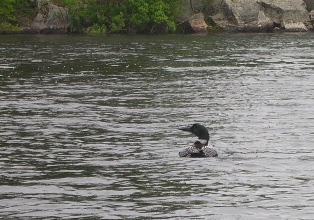 Loon with a chick on her back