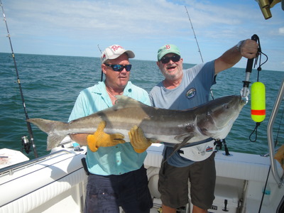 Huge Cobia on Half Day Trip
