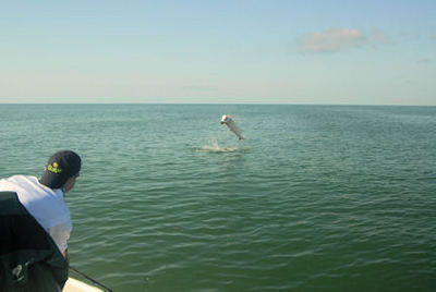 Mark Moore's Sarasota tarpon jump while fishing with Capt. Rick Grassett.