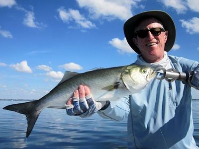 Marshall Dinerman, from Atlanta, GA,with a Sarasota Bay bluefish caught and released on a CAL jig with a shad tail while fishing with Capt. Rick Grassett.