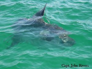 Very cool picture of a Sun Fish ( Mola Mola) swimming about a half a mile off the beach !