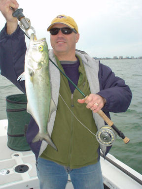 Rob Thompson's Sarasota Bay fly bluefish caught w/ Capt. Rick Grassett.