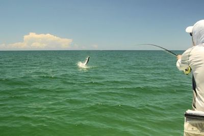 Rusty Chinnis, from Longboat Key, FL, jumps a tarpon on a fly while fishing in Sarasota with Capt. Rick Grassett.