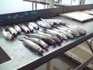 Nice mess of Sea Trout on the cleaning board.