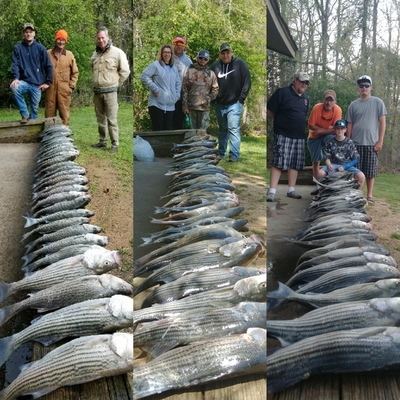 Clarks hill fishing with Little River Guide Service