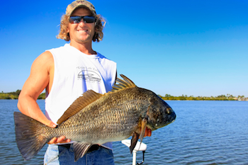 Black Drum are easy targets in the Banana River Lagoon