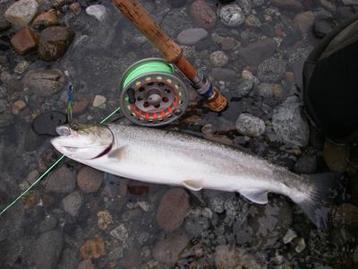 Bull trout like this are very common near Vancouver BC